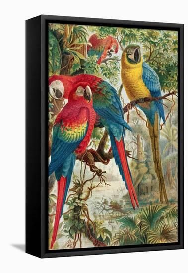 Macaws, Plate from "Brehms Tierleben: Allgemeine Kunde Des Tierreichs", Vol.5, P.60, Published by…-German School-Framed Stretched Canvas