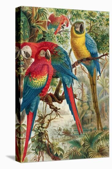 Macaws, Plate from "Brehms Tierleben: Allgemeine Kunde Des Tierreichs", Vol.5, P.60, Published by…-German School-Stretched Canvas