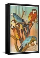 Macaws, Sarasota, Florida-null-Framed Stretched Canvas