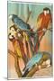Macaws, Sarasota, Florida-null-Mounted Art Print