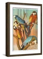 Macaws, Sarasota, Florida-null-Framed Art Print