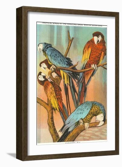 Macaws, Sarasota, Florida-null-Framed Art Print