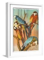 Macaws, Sarasota, Florida-null-Framed Art Print