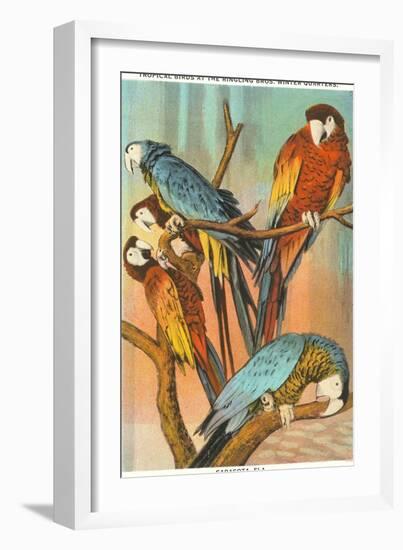 Macaws, Sarasota, Florida-null-Framed Art Print