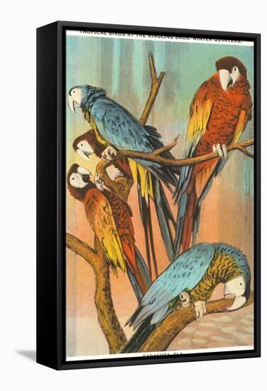 Macaws, Sarasota, Florida-null-Framed Stretched Canvas