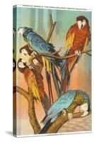 Macaws, Sarasota, Florida-null-Stretched Canvas