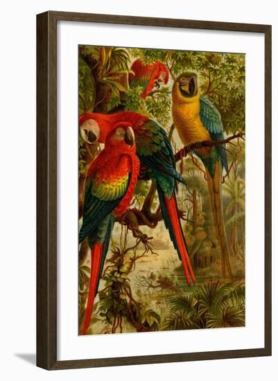 Macaws-F.W. Kuhnert-Framed Art Print