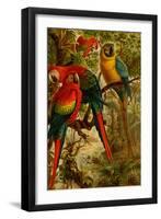 Macaws-F.W. Kuhnert-Framed Art Print