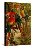 Macaws-F.W. Kuhnert-Stretched Canvas