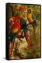 Macaws-F.W. Kuhnert-Framed Stretched Canvas