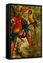 Macaws-F.W. Kuhnert-Framed Stretched Canvas