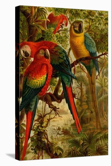 Macaws-F.W. Kuhnert-Stretched Canvas