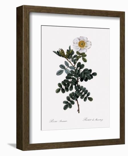 Maccartney Rose-Pierre Joseph Redoute-Framed Giclee Print