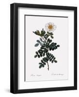 Maccartney Rose-Pierre Joseph Redoute-Framed Giclee Print