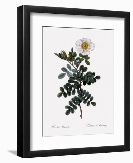 Maccartney Rose-Pierre Joseph Redoute-Framed Giclee Print