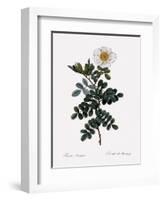 Maccartney Rose-Pierre Joseph Redoute-Framed Giclee Print