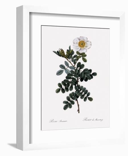 Maccartney Rose-Pierre Joseph Redoute-Framed Giclee Print