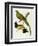 Maccaws, History of Brazilian Birds, 1852-1856-Jean-Theodore Descourtilz-Framed Giclee Print