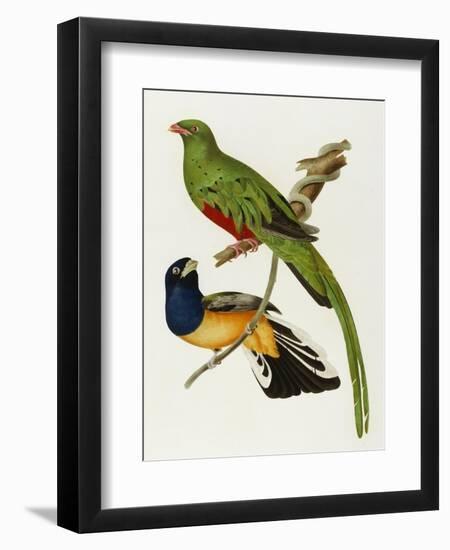 Maccaws, History of Brazilian Birds, 1852-1856-Jean-Theodore Descourtilz-Framed Giclee Print