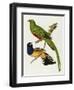 Maccaws, History of Brazilian Birds, 1852-1856-Jean-Theodore Descourtilz-Framed Giclee Print