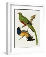 Maccaws, History of Brazilian Birds, 1852-1856-Jean-Theodore Descourtilz-Framed Giclee Print