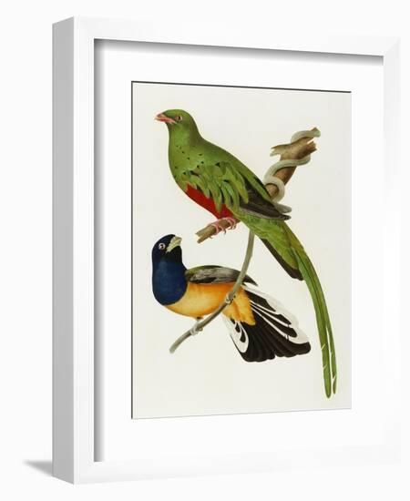 Maccaws, History of Brazilian Birds, 1852-1856-Jean-Theodore Descourtilz-Framed Giclee Print