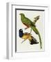 Maccaws, History of Brazilian Birds, 1852-1856-Jean-Theodore Descourtilz-Framed Giclee Print