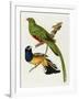 Maccaws, History of Brazilian Birds, 1852-1856-Jean-Theodore Descourtilz-Framed Giclee Print