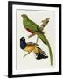 Maccaws, History of Brazilian Birds, 1852-1856-Jean-Theodore Descourtilz-Framed Giclee Print