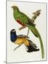 Maccaws, History of Brazilian Birds, 1852-1856-Jean-Theodore Descourtilz-Mounted Giclee Print