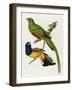 Maccaws, History of Brazilian Birds, 1852-1856-Jean-Theodore Descourtilz-Framed Giclee Print