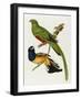 Maccaws, History of Brazilian Birds, 1852-1856-Jean-Theodore Descourtilz-Framed Giclee Print