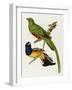 Maccaws, History of Brazilian Birds, 1852-1856-Jean-Theodore Descourtilz-Framed Giclee Print