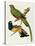 Maccaws, History of Brazilian Birds, 1852-1856-Jean-Theodore Descourtilz-Stretched Canvas