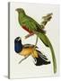 Maccaws, History of Brazilian Birds, 1852-1856-Jean-Theodore Descourtilz-Stretched Canvas