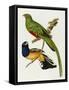 Maccaws, History of Brazilian Birds, 1852-1856-Jean-Theodore Descourtilz-Framed Stretched Canvas
