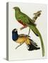 Maccaws, History of Brazilian Birds, 1852-1856-Jean-Theodore Descourtilz-Stretched Canvas