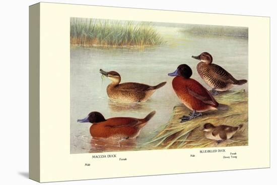 Maccoa and Blue-Billed Ducks-Henrick Gronvold-Stretched Canvas