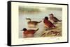 Maccoa and Blue-Billed Ducks-Henrick Gronvold-Framed Stretched Canvas