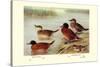 Maccoa and Blue-Billed Ducks-Henrick Gronvold-Stretched Canvas