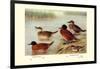 Maccoa and Blue-Billed Ducks-Henrick Gronvold-Framed Art Print