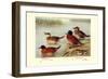 Maccoa and Blue-Billed Ducks-Henrick Gronvold-Framed Art Print