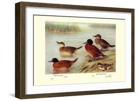 Maccoa and Blue-Billed Ducks-Henrick Gronvold-Framed Art Print