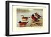 Maccoa and Blue-Billed Ducks-Henrick Gronvold-Framed Art Print