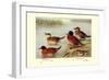 Maccoa and Blue-Billed Ducks-Henrick Gronvold-Framed Art Print