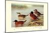 Maccoa and Blue-Billed Ducks-Henrick Gronvold-Mounted Art Print