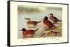 Maccoa and Blue-Billed Ducks-Henrick Gronvold-Framed Stretched Canvas