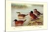 Maccoa and Blue-Billed Ducks-Henrick Gronvold-Stretched Canvas