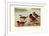 Maccoa and Blue-Billed Ducks-Henrick Gronvold-Framed Premium Giclee Print