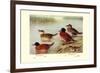 Maccoa and Blue-Billed Ducks-Henrick Gronvold-Framed Premium Giclee Print